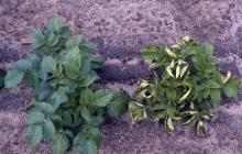 Как лечить картофель, болезни, диагностика и лечение Что делать при скручивании листьев у картошки