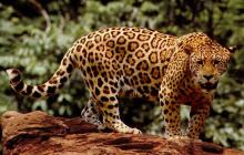 Razlaga sanj jaguarjev črni mladič