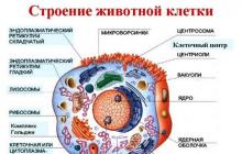 Основные органоиды растительной клетки классификация и функции