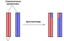 Brève description des étapes et du schéma de division cellulaire par méiose